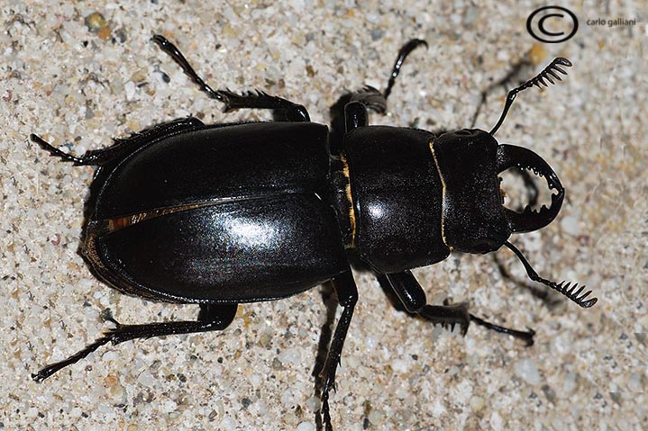 Cervo volante... l''altro (Lucanus tetraodon)